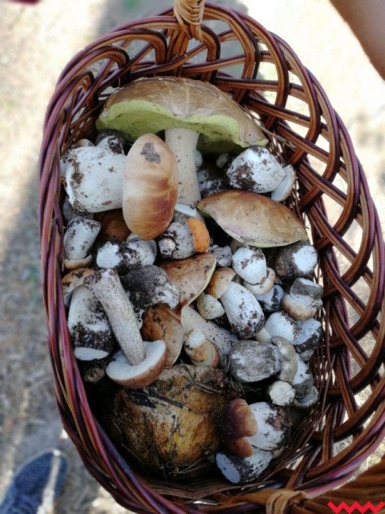 Wielki wysyp grzybów. Zobaczcie zbiory naszych Czytelników