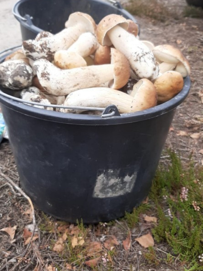 Wielki wysyp grzybów. Zobaczcie zbiory naszych Czytelników