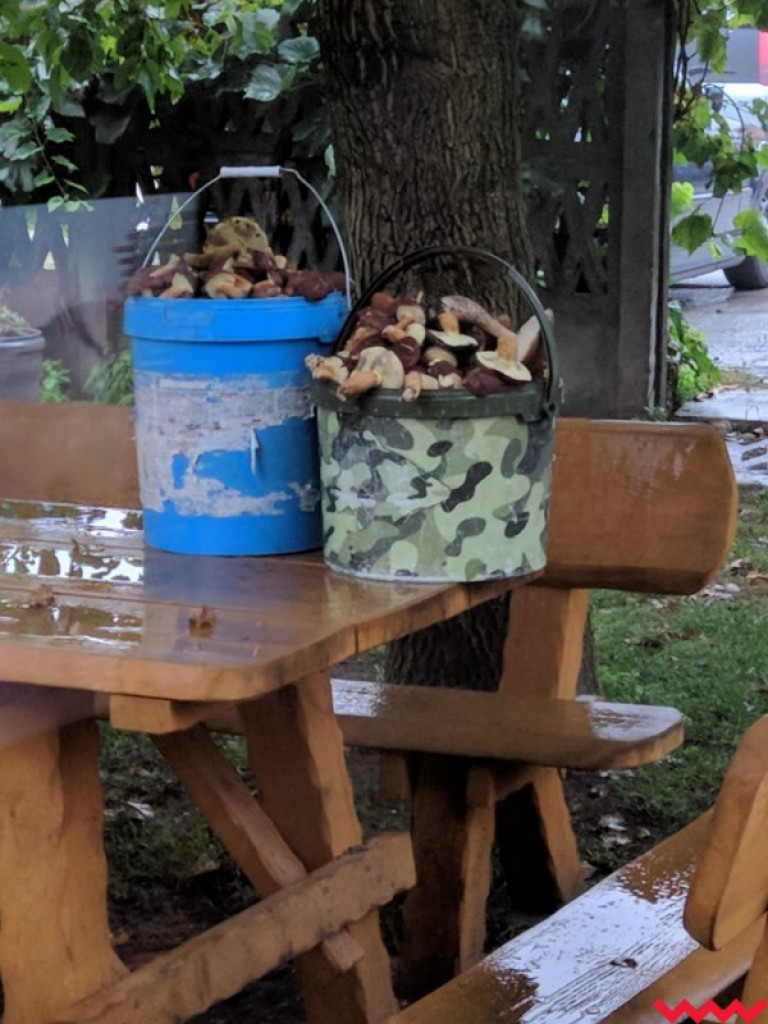 Wielki wysyp grzybów. Zobaczcie zbiory naszych Czytelników