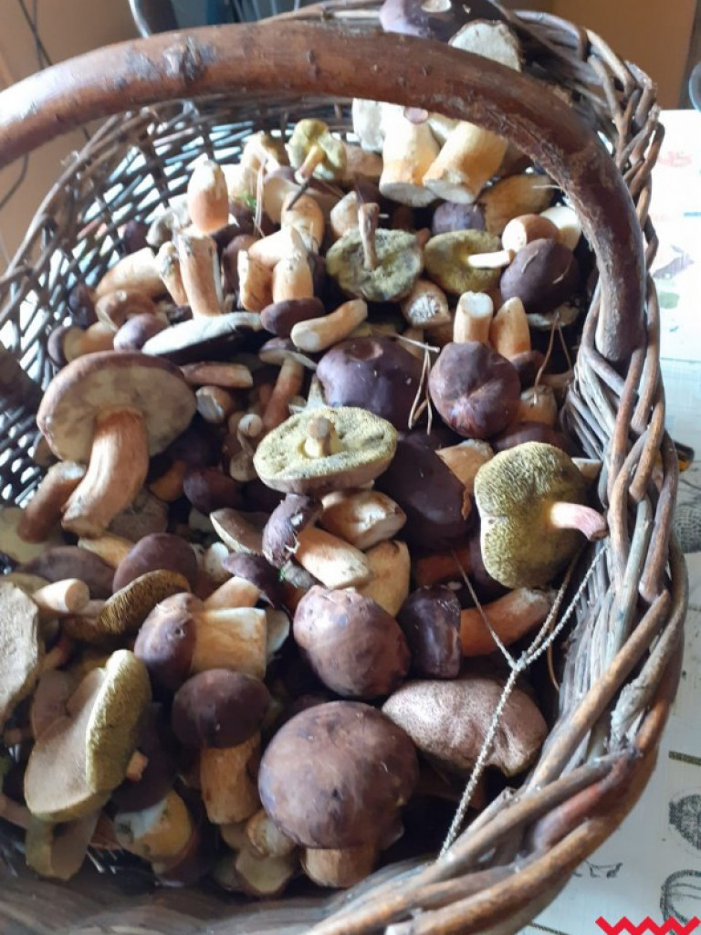 Wielki wysyp grzybów. Zobaczcie zbiory naszych Czytelników