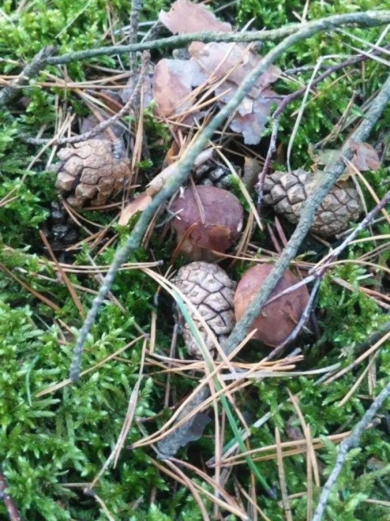 Wielki wysyp grzybów. Zobaczcie zbiory naszych Czytelników