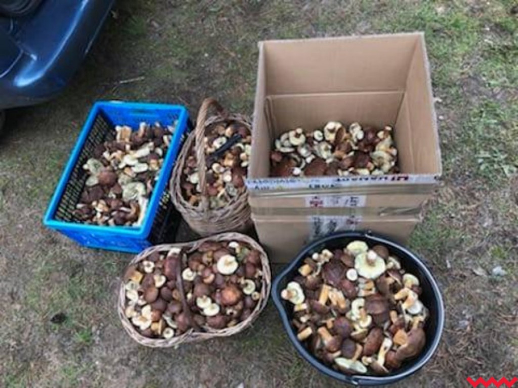 Wielki wysyp grzybów. Zobaczcie zbiory naszych Czytelników