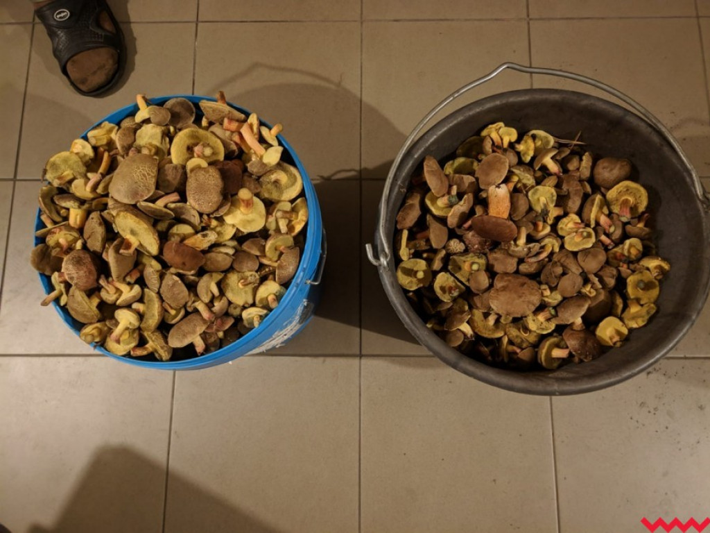 Wielki wysyp grzybów. Zobaczcie zbiory naszych Czytelników