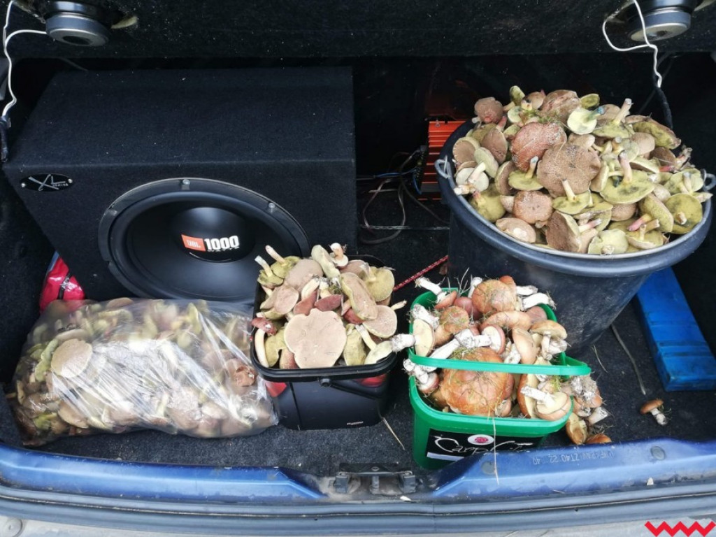 Wielki wysyp grzybów. Zobaczcie zbiory naszych Czytelników