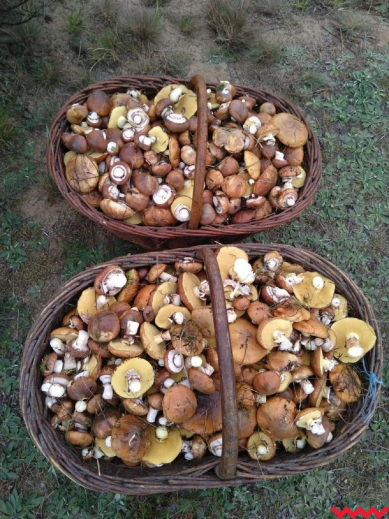 Wielki wysyp grzybów. Zobaczcie zbiory naszych Czytelników