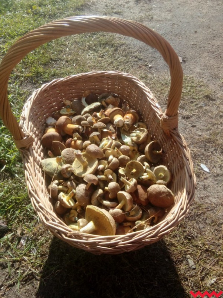 Wielki wysyp grzybów. Zobaczcie zbiory naszych Czytelników