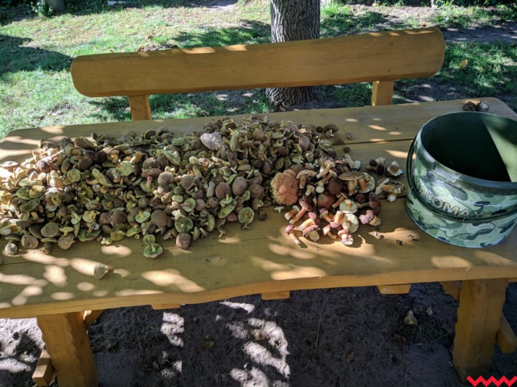 Wielki wysyp grzybów. Zobaczcie zbiory naszych Czytelników