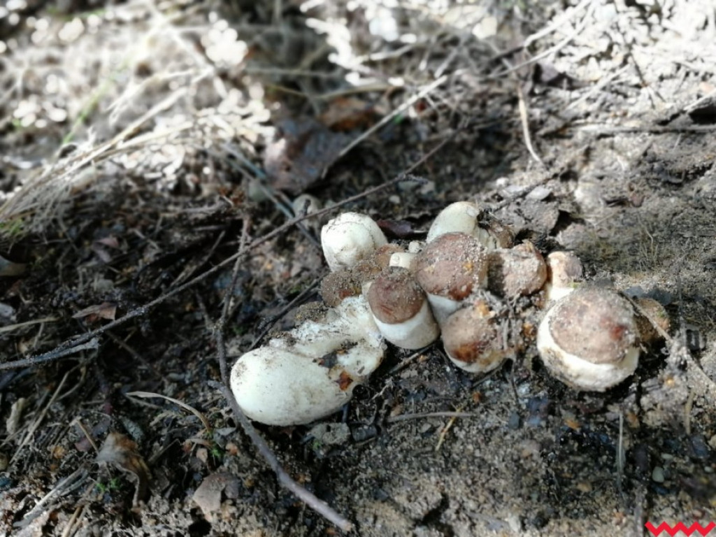 Wielki wysyp grzybów. Zobaczcie zbiory naszych Czytelników