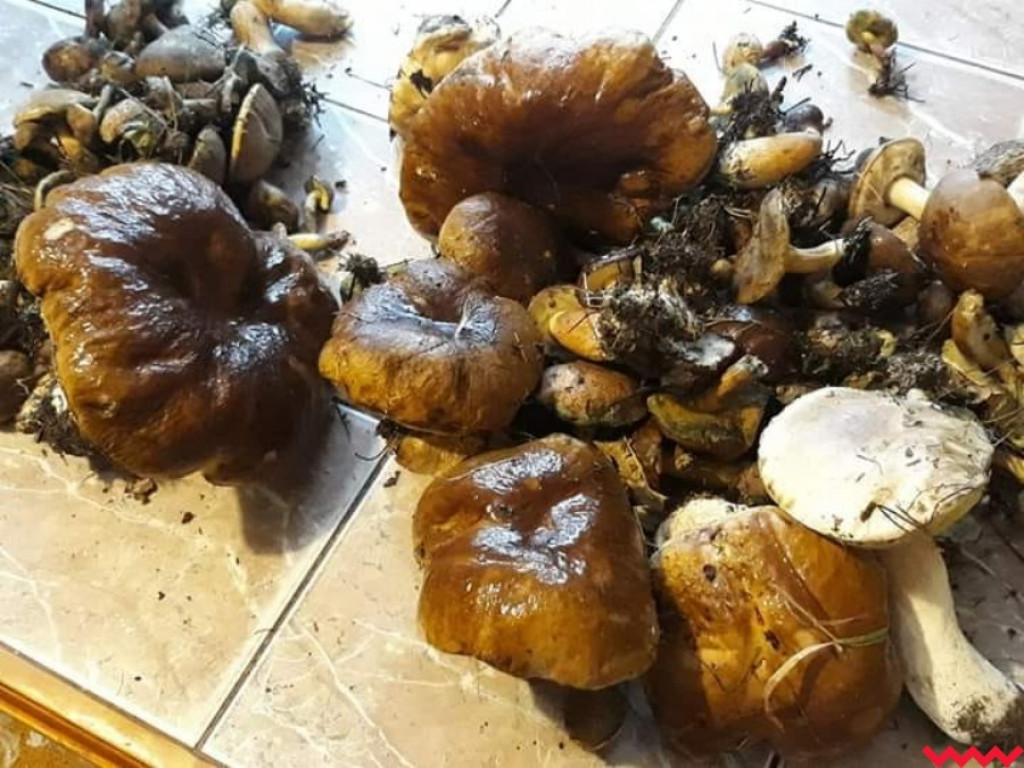 Wielki wysyp grzybów. Zobaczcie zbiory naszych Czytelników