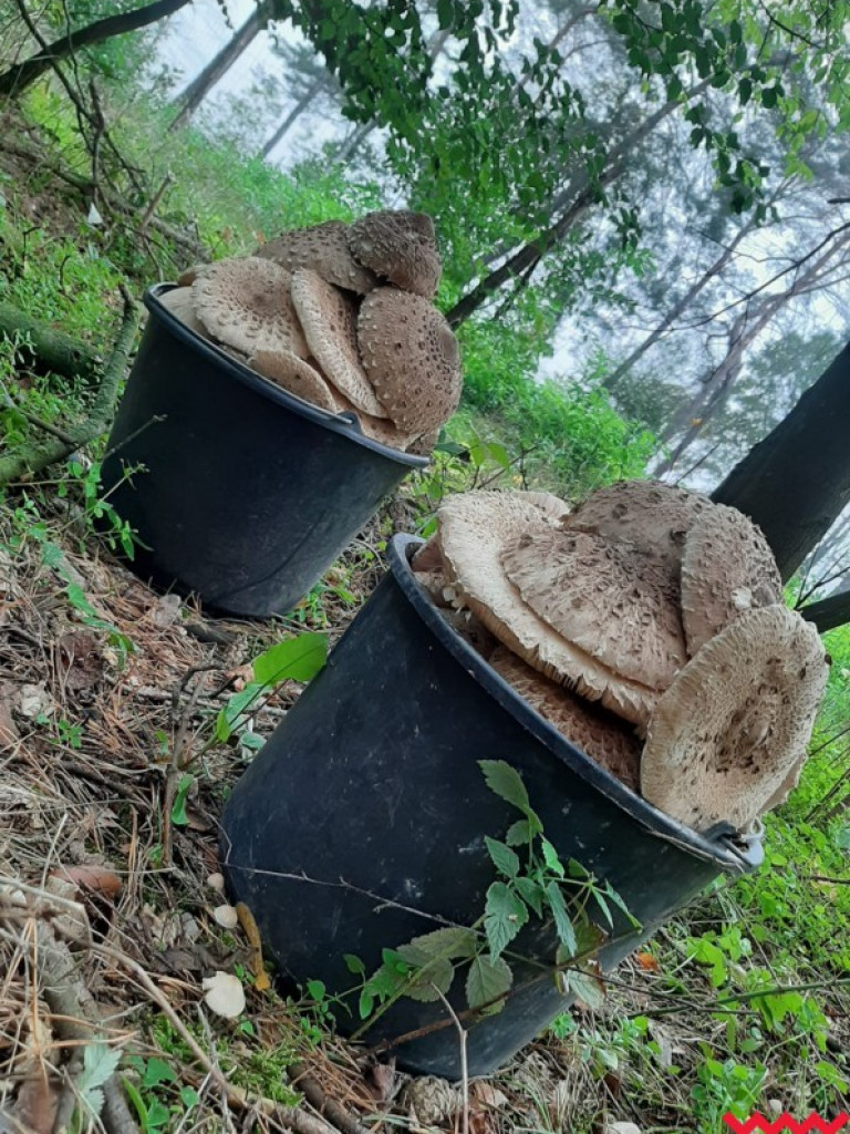 Wielki wysyp grzybów. Zobaczcie zbiory naszych Czytelników
