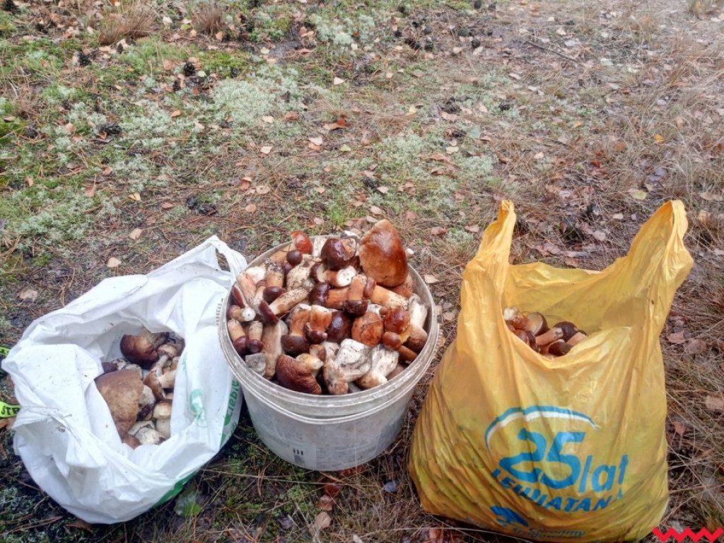 Wielki wysyp grzybów. Zobaczcie zbiory naszych Czytelników