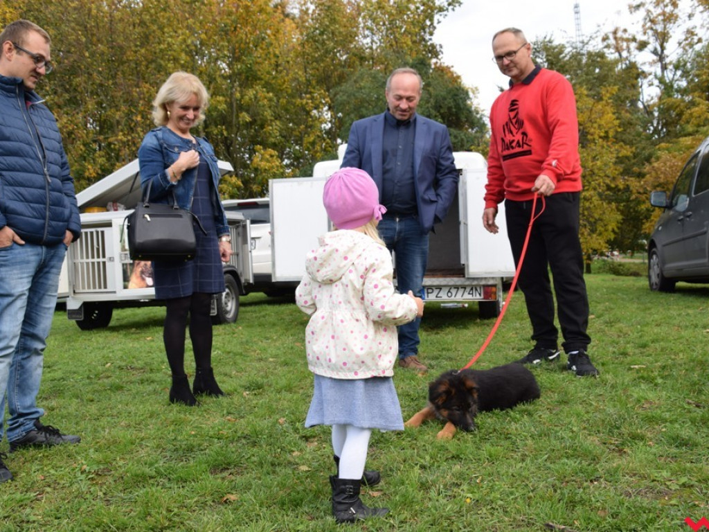 Piękne psy i dumni hodowcy. Za nami druga wystawa owczarków niemieckich