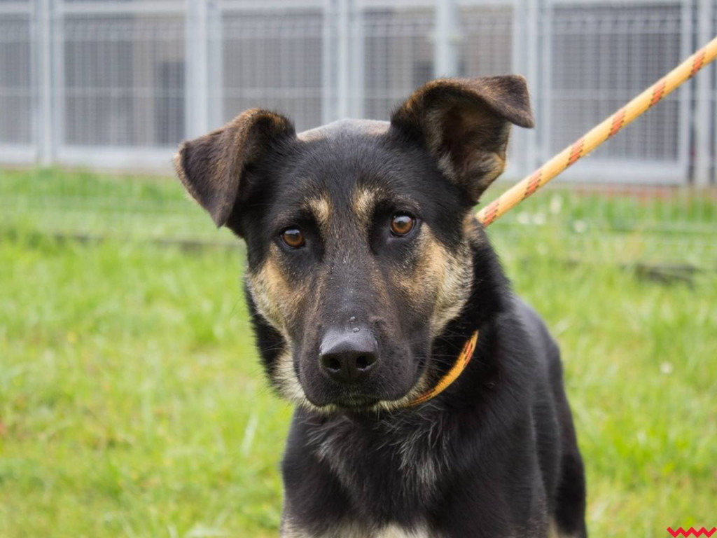 Chcesz adoptować psa ze schroniska? To może być informacja właśnie dla Ciebie!