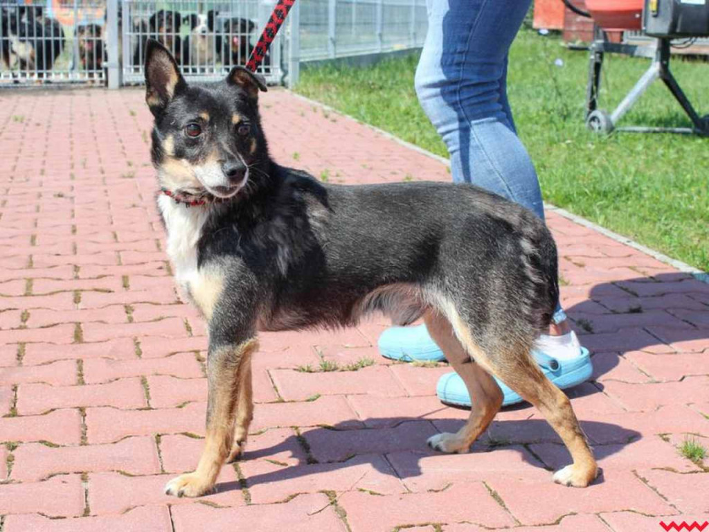 Chcesz adoptować psa ze schroniska? To może być informacja właśnie dla Ciebie!