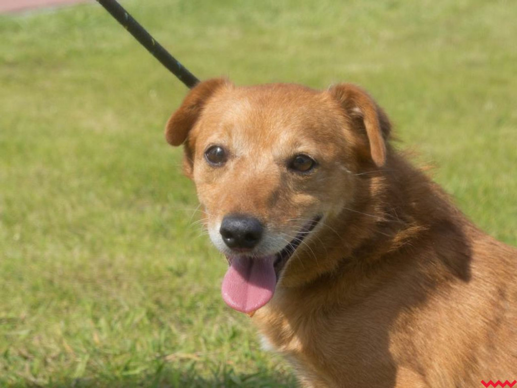 Chcesz adoptować psa ze schroniska? To może być informacja właśnie dla Ciebie!