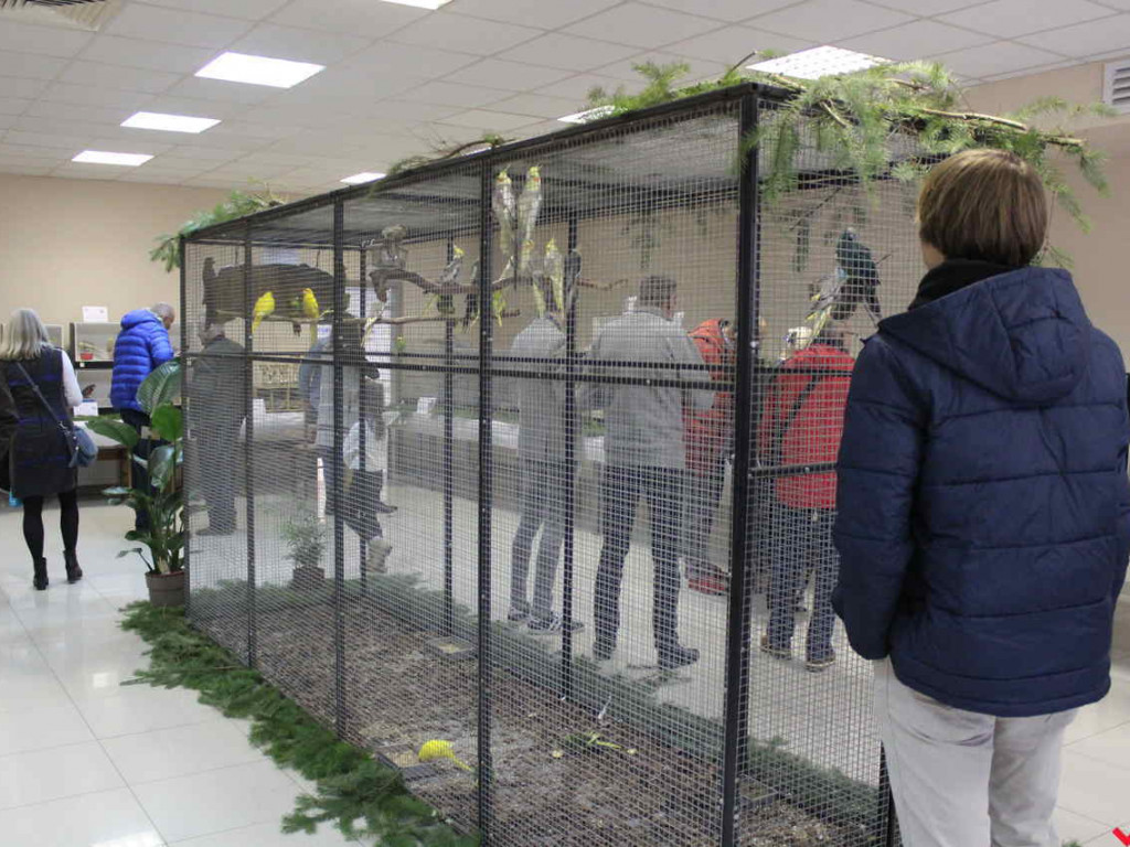 Hodowcy egzotycznych ptaków spotkali się w Nekli. Wystawa okazała się sporym sukcesem