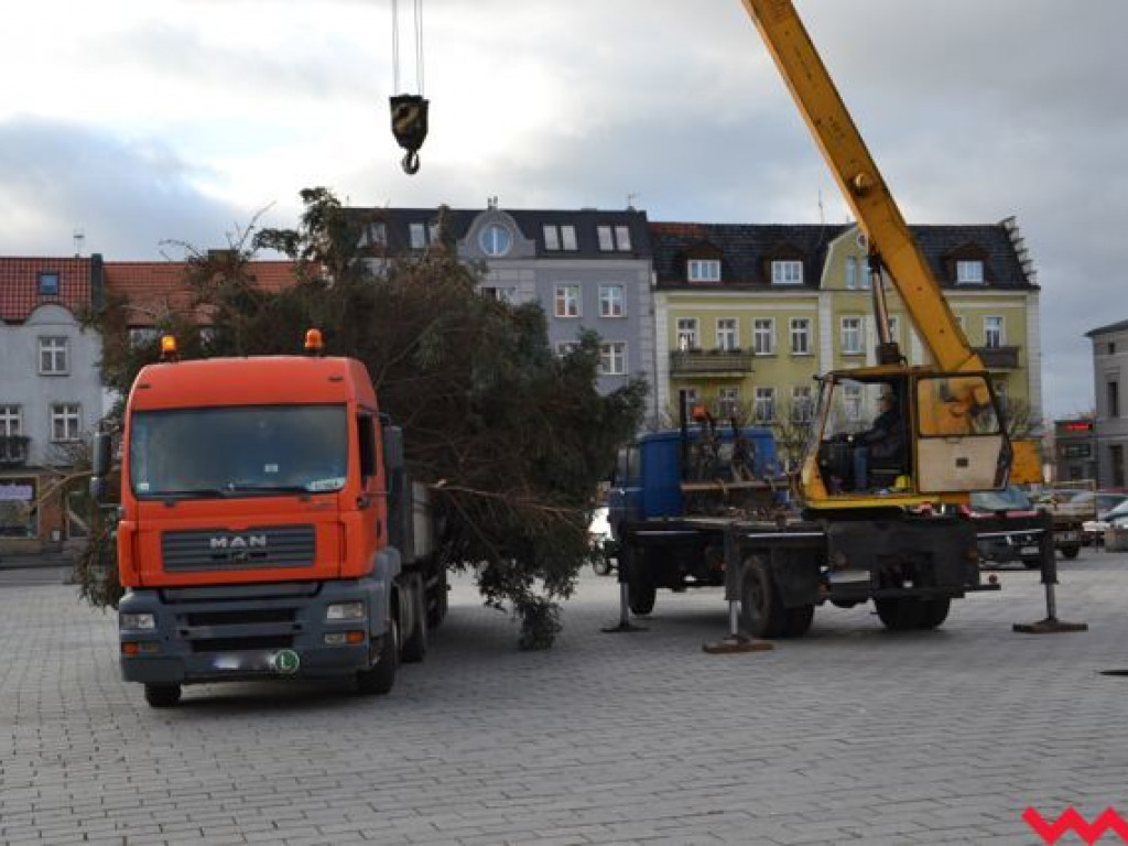 Świąteczna choinka dotarła już na wrzesiński rynek