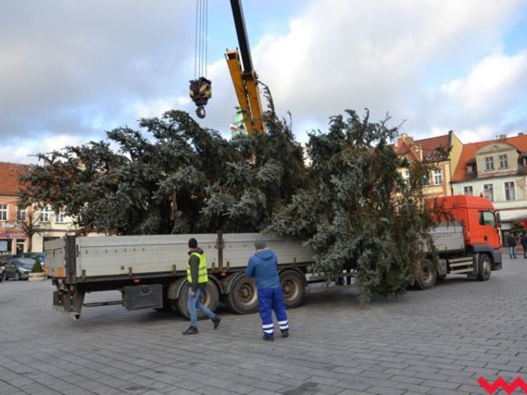 Świąteczna choinka dotarła już na wrzesiński rynek