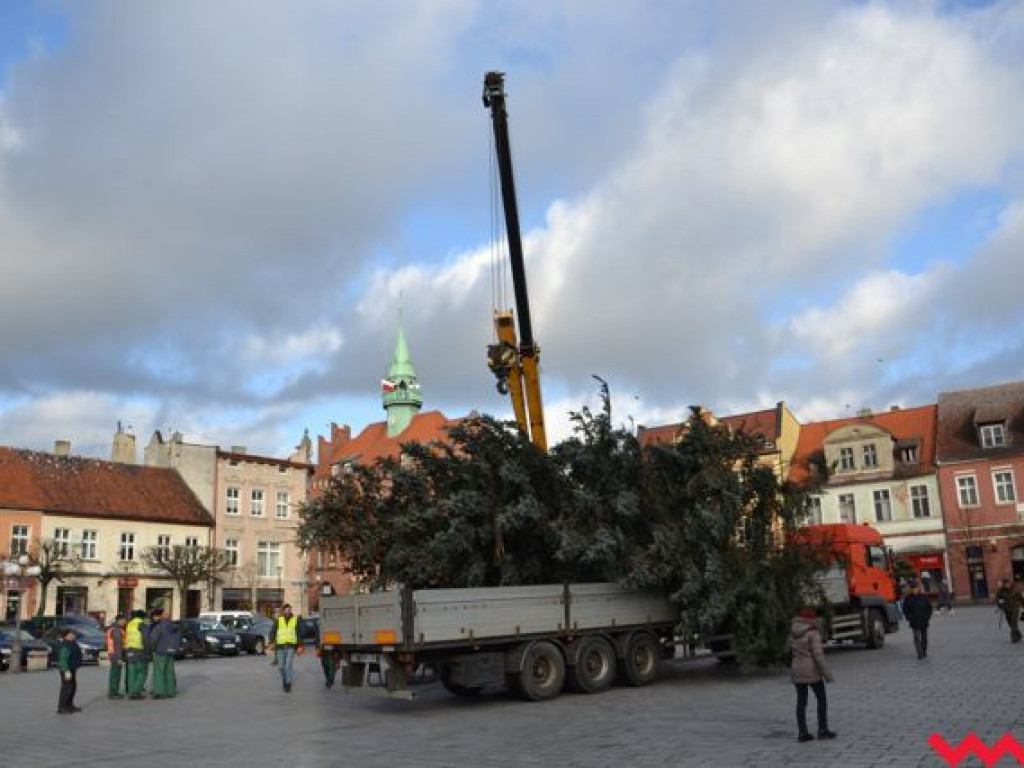 Świąteczna choinka dotarła już na wrzesiński rynek