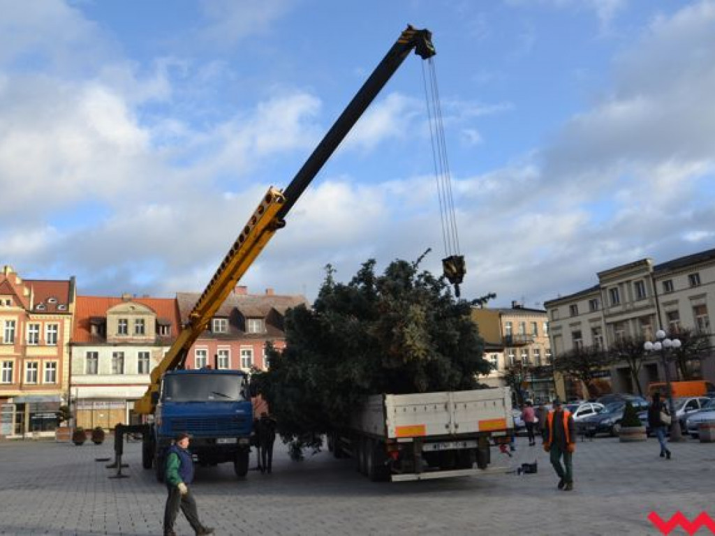Świąteczna choinka dotarła już na wrzesiński rynek