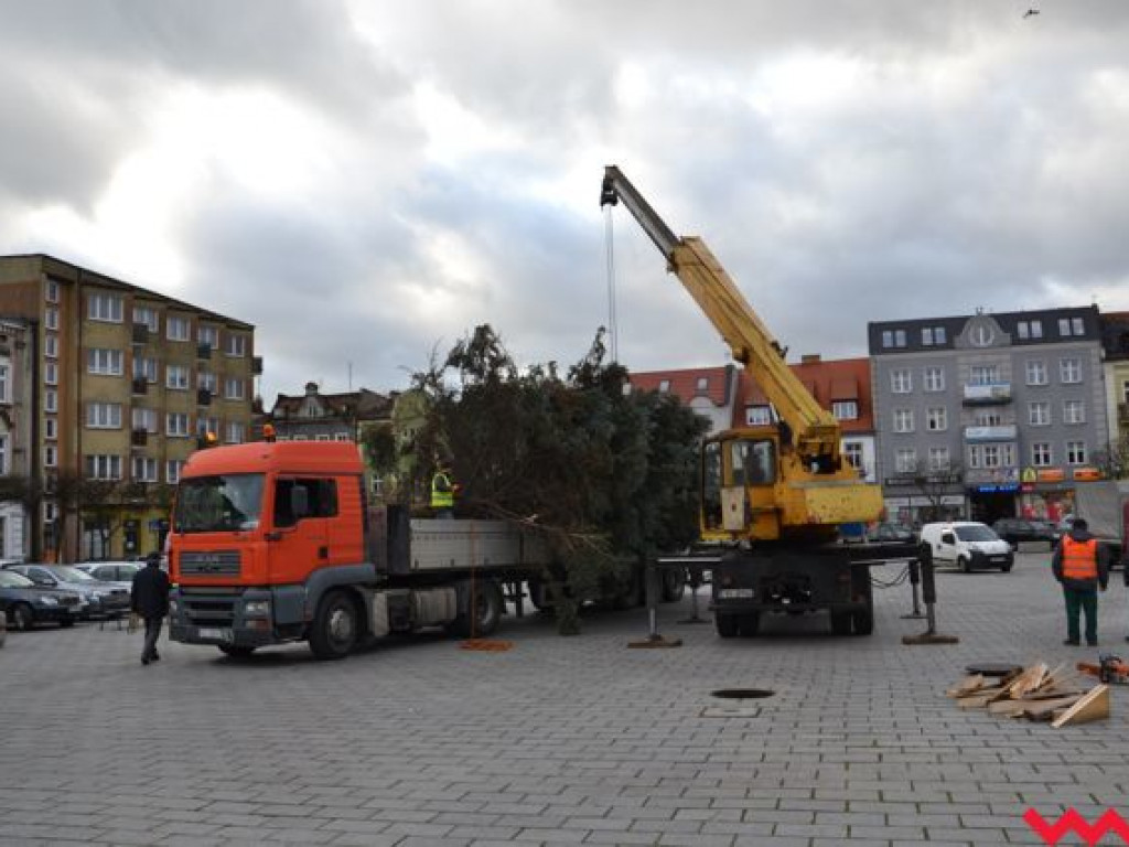 Świąteczna choinka dotarła już na wrzesiński rynek