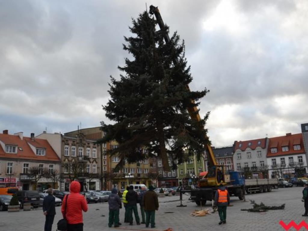 Świąteczna choinka dotarła już na wrzesiński rynek