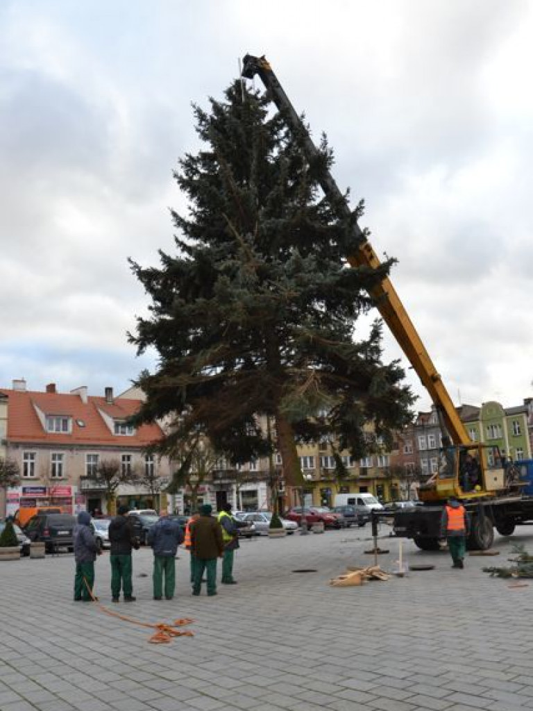 Świąteczna choinka dotarła już na wrzesiński rynek