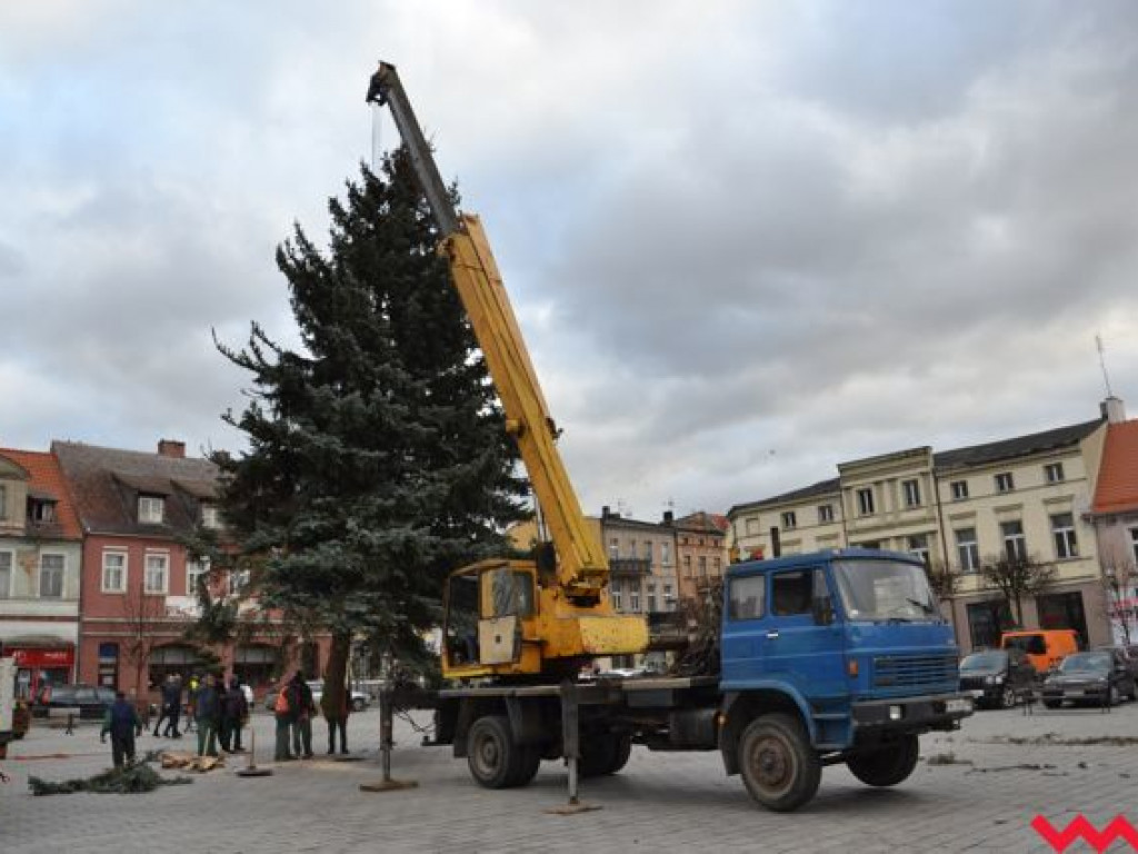 Świąteczna choinka dotarła już na wrzesiński rynek
