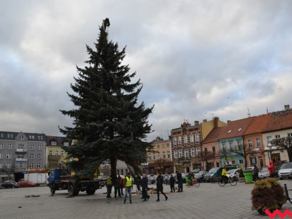 Świąteczna choinka dotarła już na wrzesiński rynek