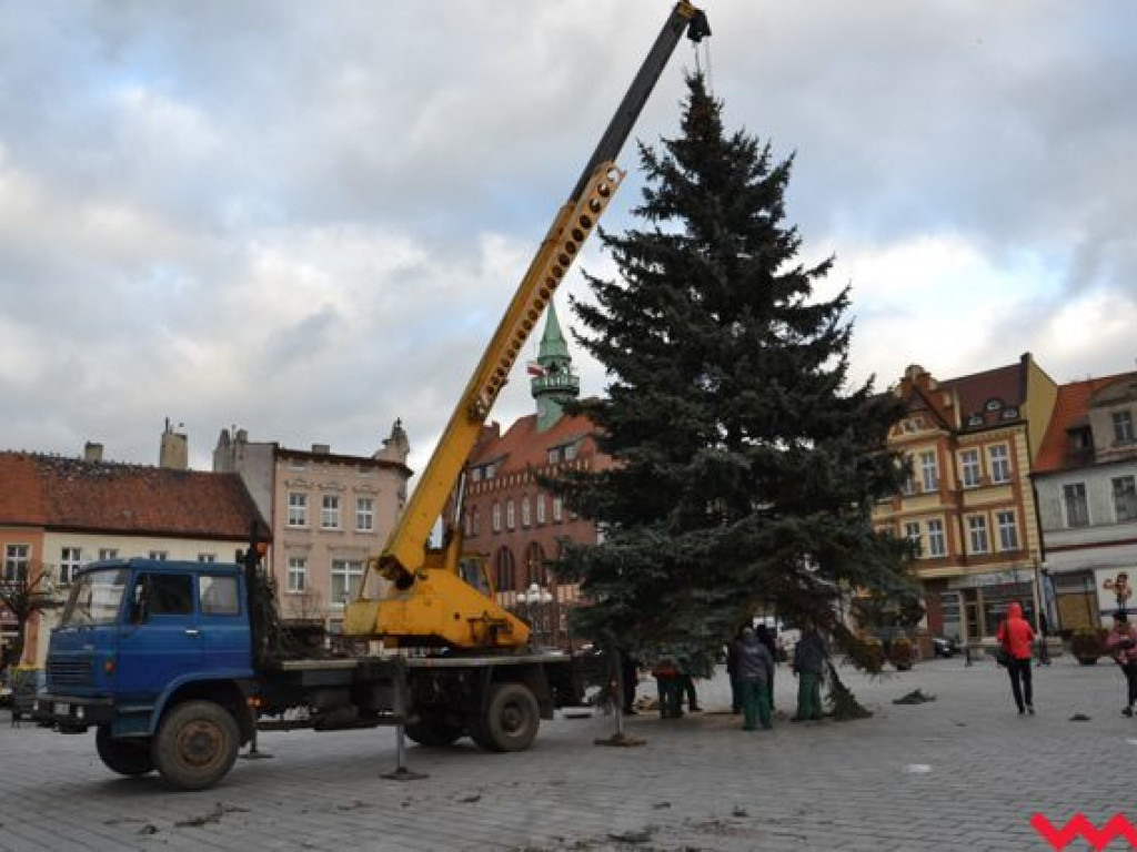 Świąteczna choinka dotarła już na wrzesiński rynek