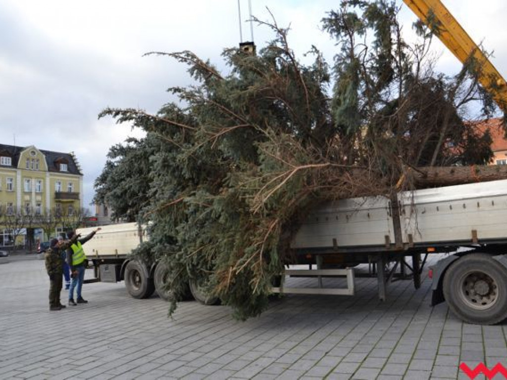 Świąteczna choinka dotarła już na wrzesiński rynek