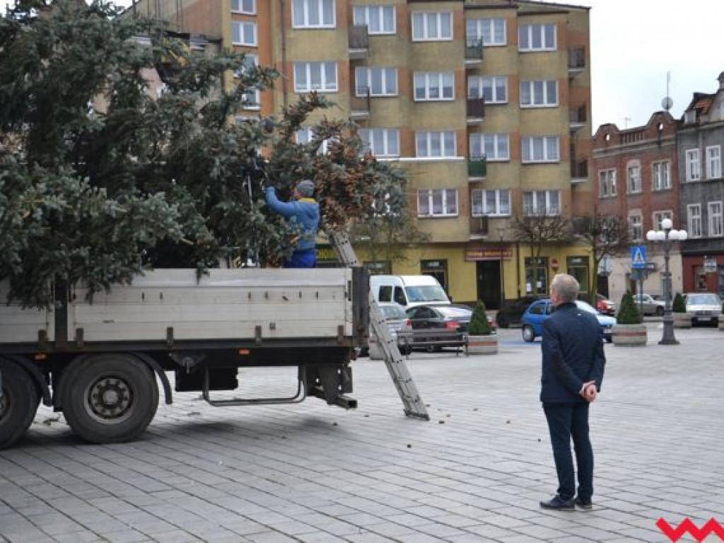 Świąteczna choinka dotarła już na wrzesiński rynek