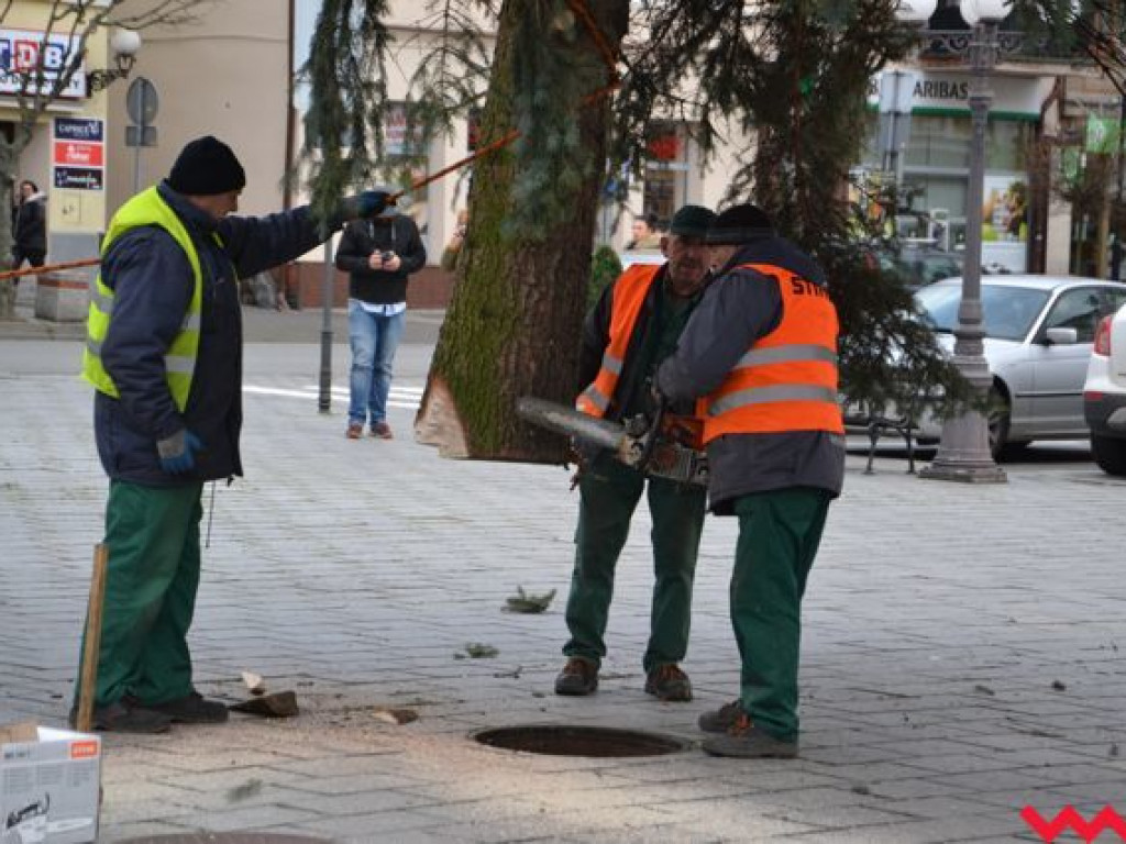 Świąteczna choinka dotarła już na wrzesiński rynek