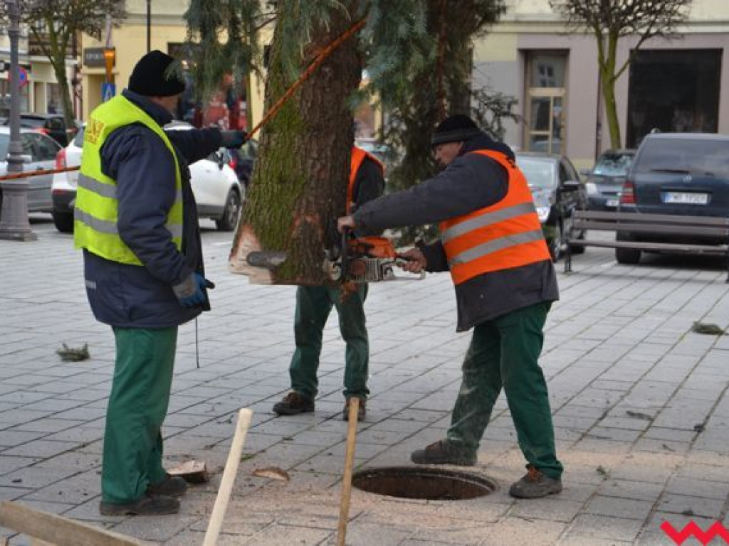 Świąteczna choinka dotarła już na wrzesiński rynek