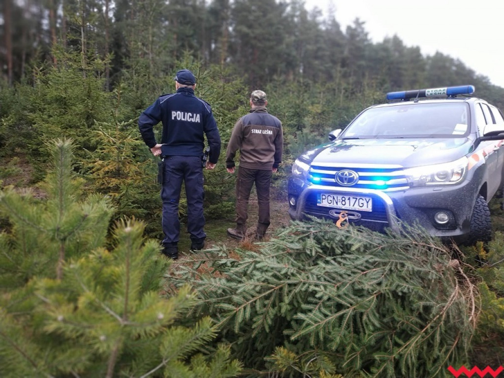Skąd jest ta choinka? Mundurowi sprawdzają, czy z legalnego źródła