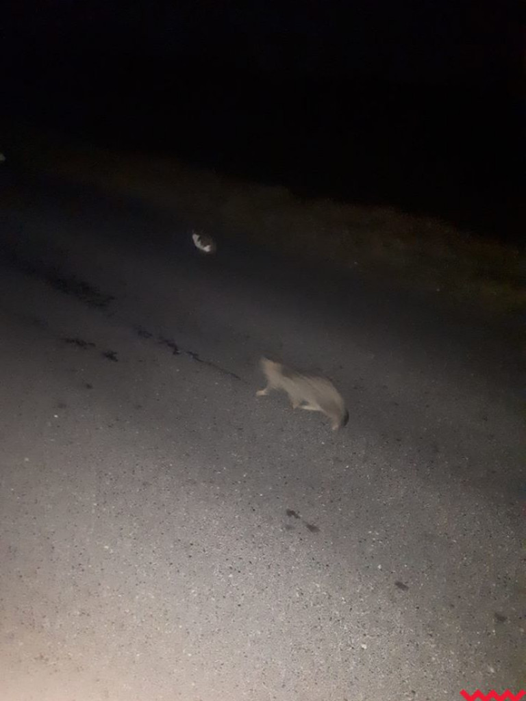 Wrześnianin wyrzucił z busa około 20 kotów. Część nie żyje, część udało się uratować. Kontynuacja akcji ratowniczej rano