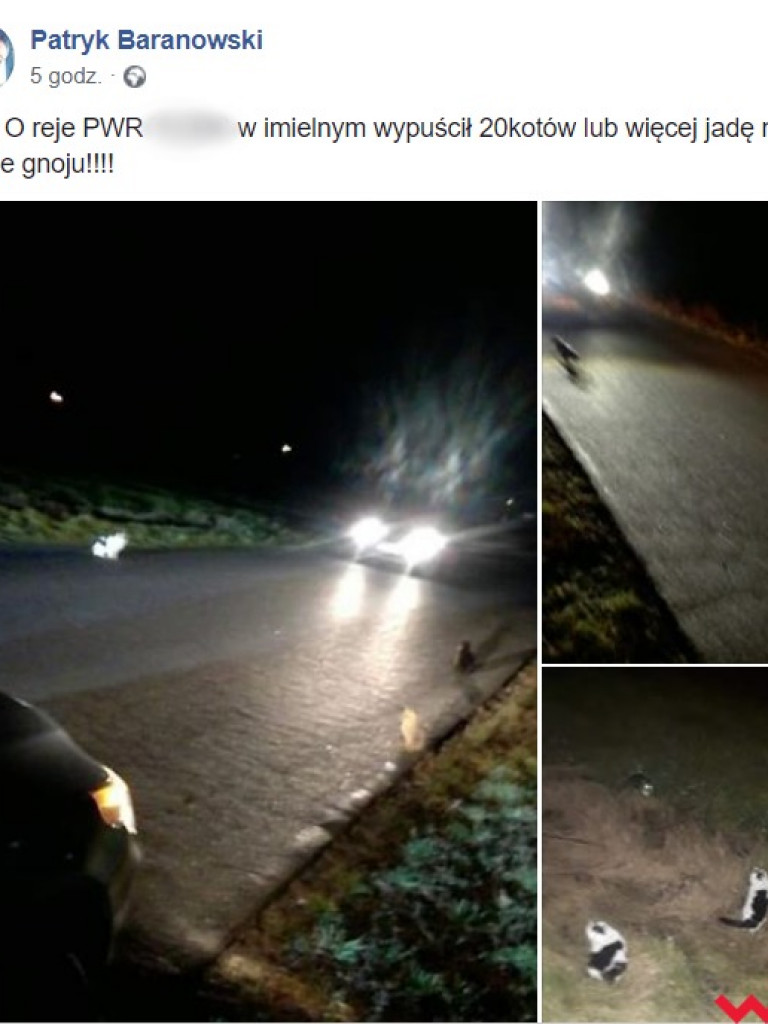 Wrześnianin wyrzucił z busa około 20 kotów. Część nie żyje, część udało się uratować. Kontynuacja akcji ratowniczej rano