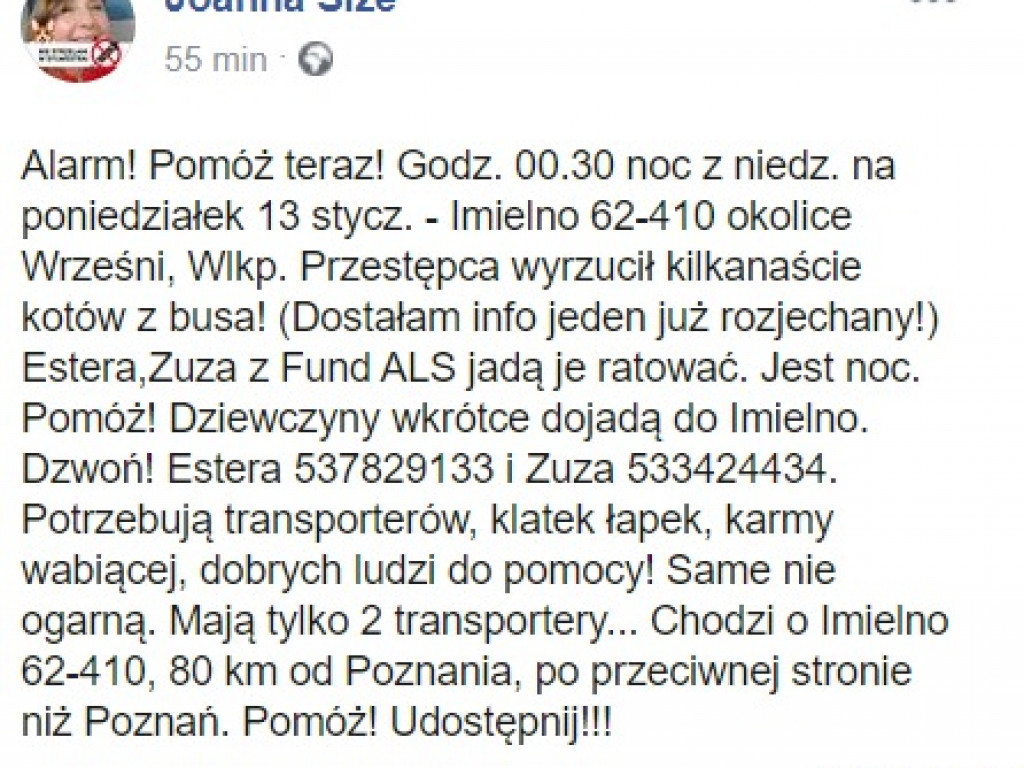 Wrześnianin wyrzucił z busa około 20 kotów. Część nie żyje, część udało się uratować. Kontynuacja akcji ratowniczej rano