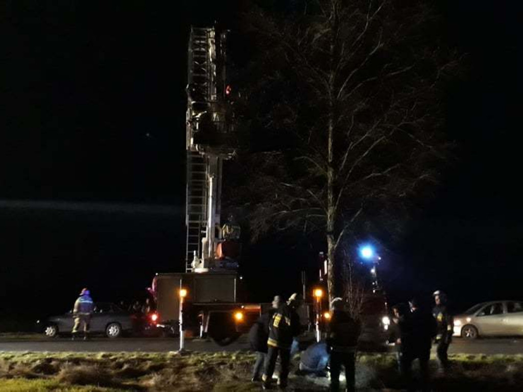 Wrześnianin wyrzucił z busa około 20 kotów. Część nie żyje, część udało się uratować. Kontynuacja akcji ratowniczej rano