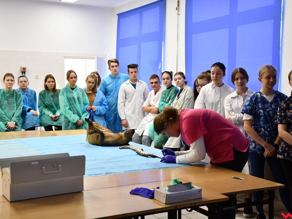 Nietypowe zajęcia w technikum weterynaryjnym. Ujrzeć wnętrze pytona