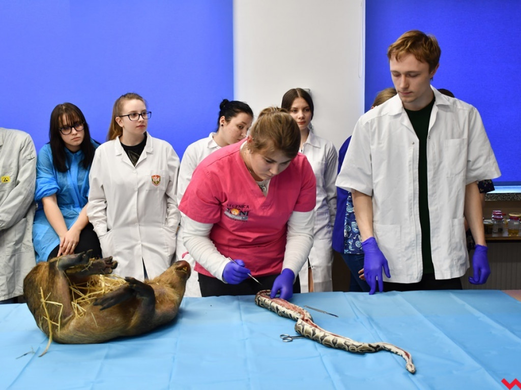 Nietypowe zajęcia w technikum weterynaryjnym. Ujrzeć wnętrze pytona