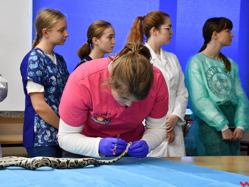 Nietypowe zajęcia w technikum weterynaryjnym. Ujrzeć wnętrze pytona