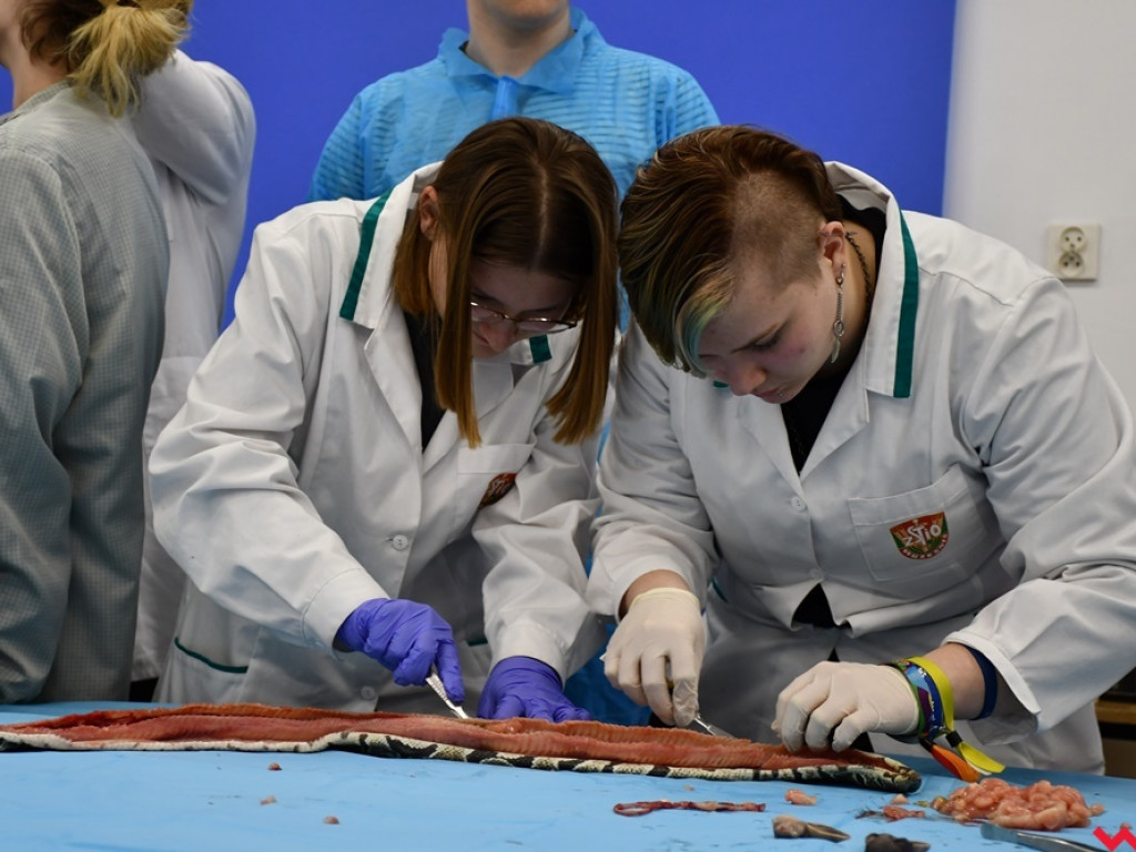 Nietypowe zajęcia w technikum weterynaryjnym. Ujrzeć wnętrze pytona