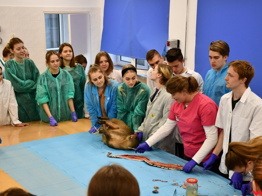 Nietypowe zajęcia w technikum weterynaryjnym. Ujrzeć wnętrze pytona