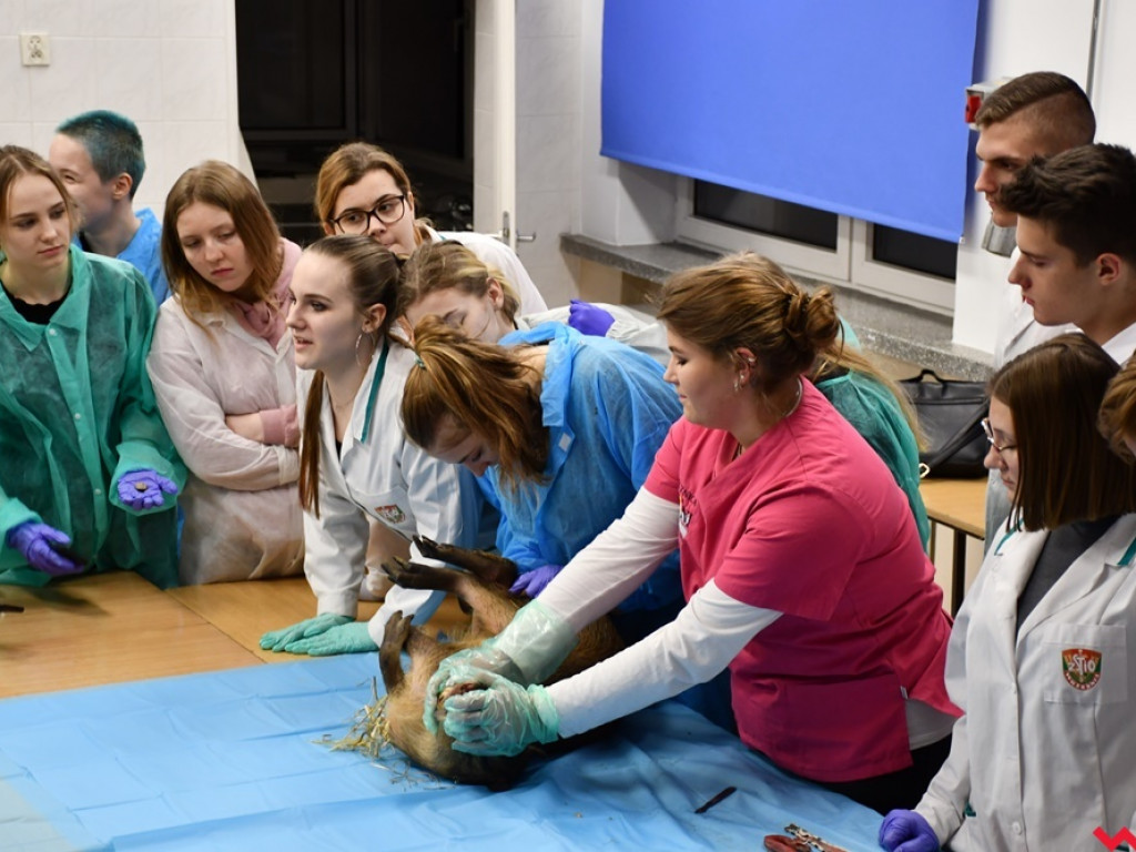 Nietypowe zajęcia w technikum weterynaryjnym. Ujrzeć wnętrze pytona