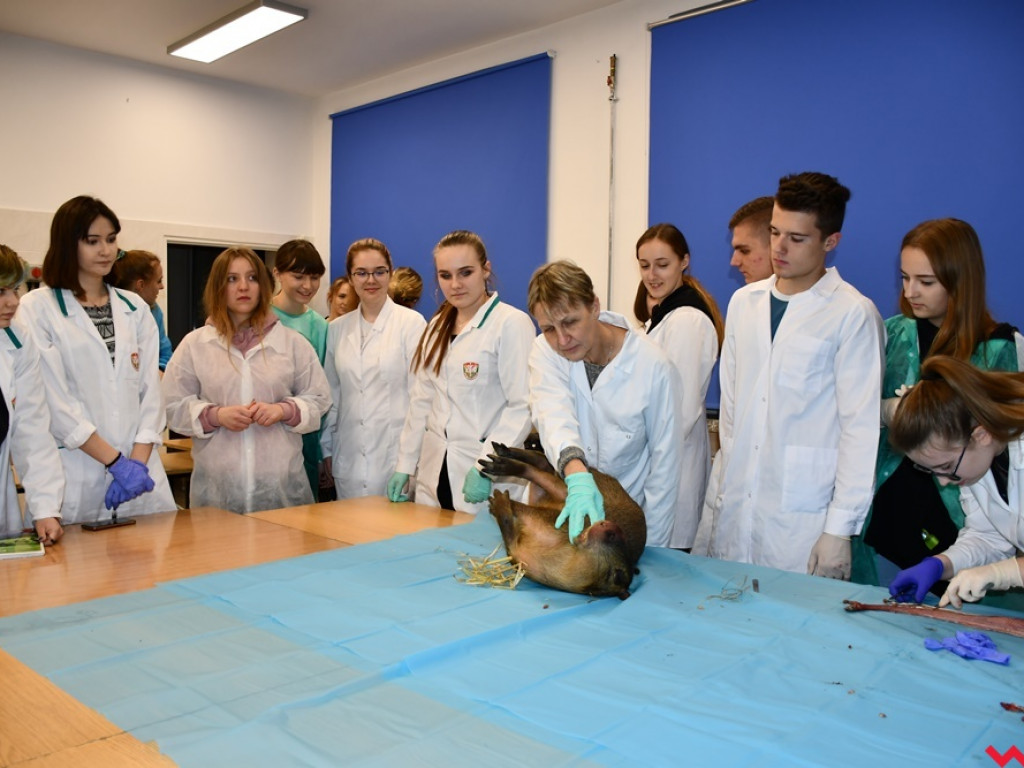 Nietypowe zajęcia w technikum weterynaryjnym. Ujrzeć wnętrze pytona