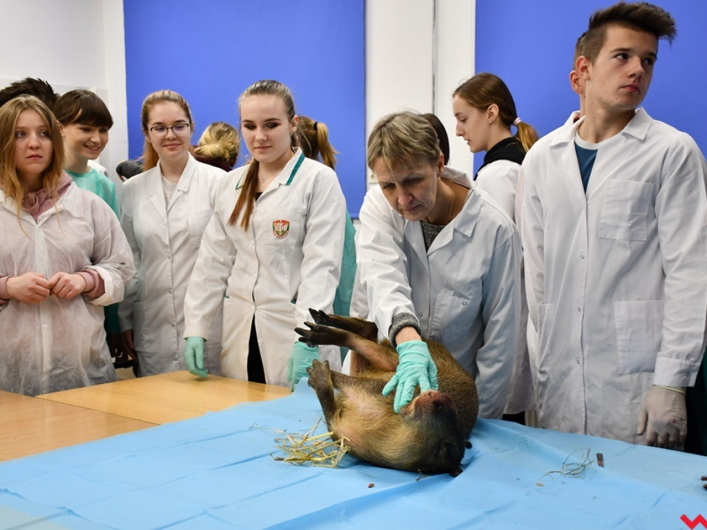 Nietypowe zajęcia w technikum weterynaryjnym. Ujrzeć wnętrze pytona