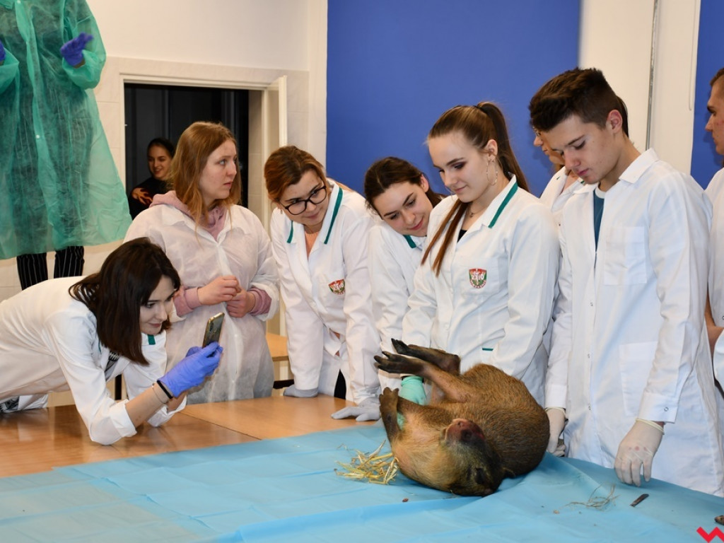 Nietypowe zajęcia w technikum weterynaryjnym. Ujrzeć wnętrze pytona