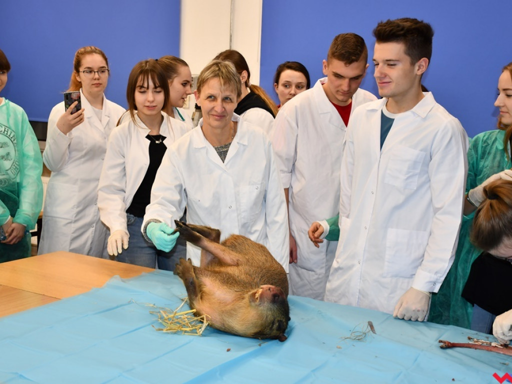 Nietypowe zajęcia w technikum weterynaryjnym. Ujrzeć wnętrze pytona
