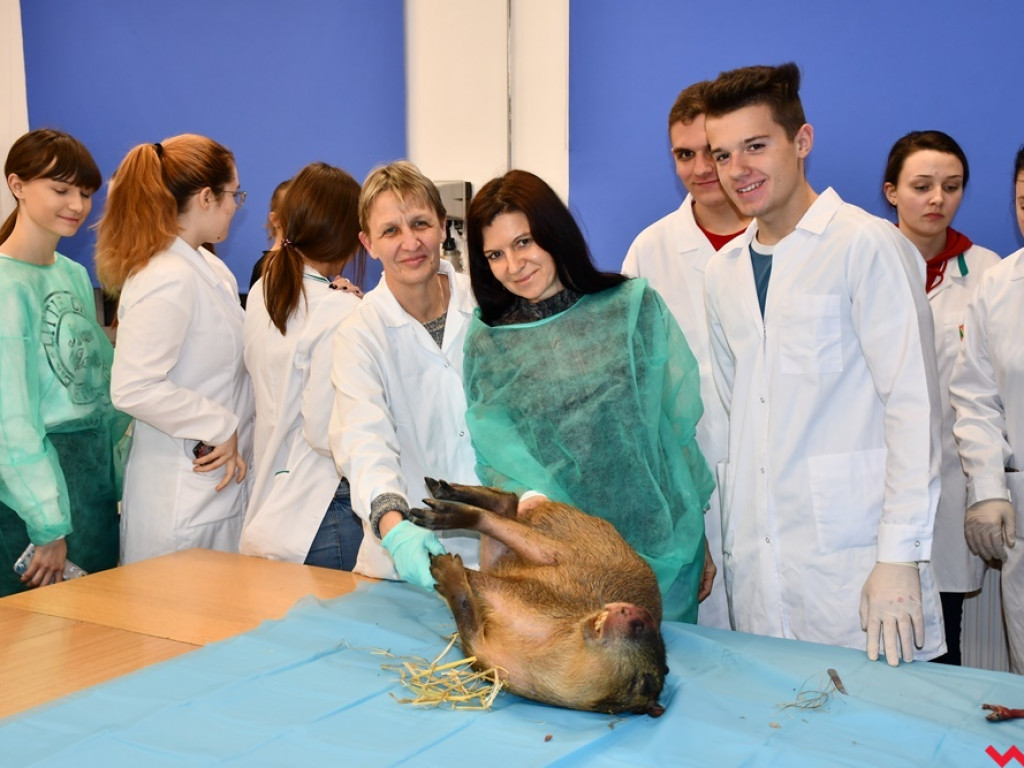 Nietypowe zajęcia w technikum weterynaryjnym. Ujrzeć wnętrze pytona